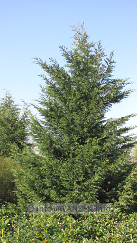 Cupressocyparis leylandii 6m.JPG